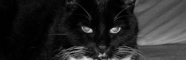 gismo_08.jpg
