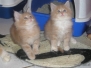 Aragon & Azrael [2007-10-14]