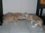 Aragon & Azrael [2007-11-19]