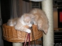 Aragon & Azrael [2007-11-21]