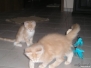 Aragon & Azrael [2007-11-22]