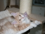 Aragon & Azrael [2007-12-20]