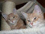 Aragon & Azrael [2008-01-26]