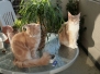 Aragon & Azrael [2008-02-10]