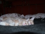 Aragon & Azrael [2008-02-14]