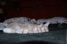 IMG_1683.jpg