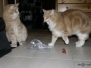 Aragon & Azrael [2008-11-01]