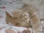 Aragon & Azrael [2008-12-25]