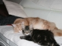 Aragon und Ellron [28.02.2010]