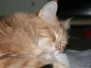 Aragon, Ellron & Carry [12.12.2010]