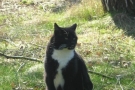 gismo_01.jpg