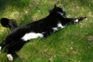 gismo_02.jpg