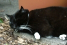 gismo_03.jpg