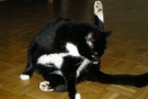 gismo_04.jpg