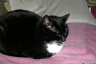 gismo_06.jpg