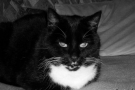 gismo_08.jpg