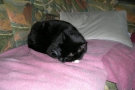 gismo_09.jpg