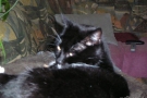 gismo_10.jpg
