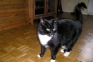gismo_11.jpg