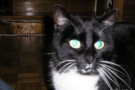 gismo_12.jpg