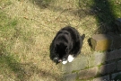 gismo_14.jpg