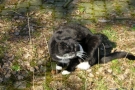 gismo_16.jpg
