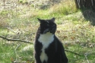 gismo_19.jpg