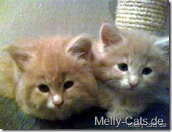 2007-10-19_aragon_azrael