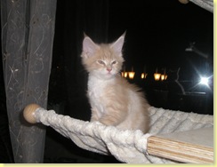 Aragon_Azrael-2007-11-19 009